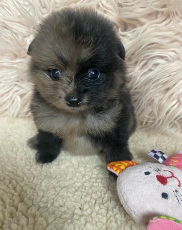 cachorro pomerania venta