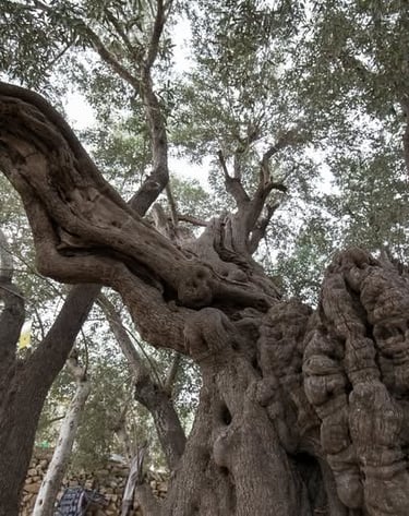 The Roots of Palestine - The Legend of Palestine