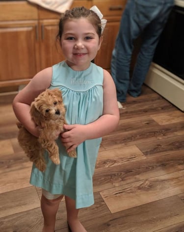 Maltipoo Puppies for Sale