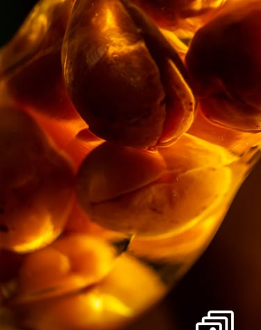 pears in a bottle of booze