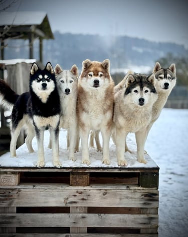 Husky-Erlebnisse, Husky-Ausfahrten, Husky-Trekkingtouren, Husky Abenteuer, Dietfurt, Bayern