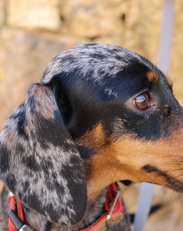a dog is sitting on a leash and looking at something