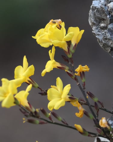 Pyoli Flower of Uttarakhand