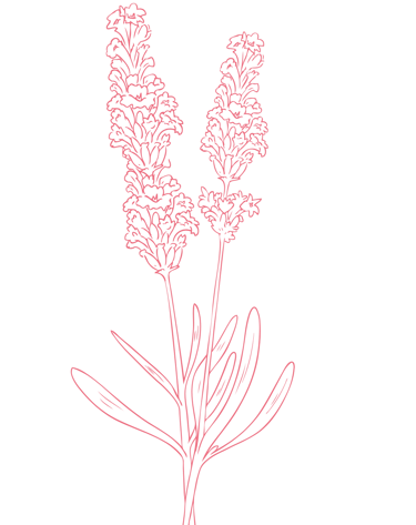 Motif décoratif lavande - Wendy Baqué, chroniqueuse littéraire.