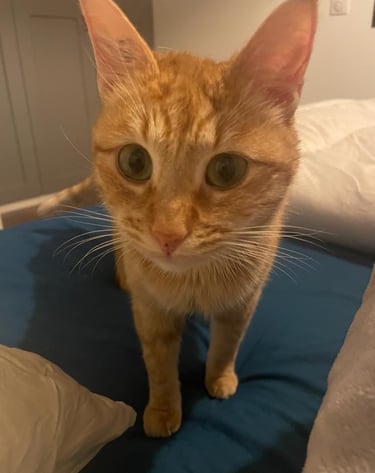 Chat roux dans un lit pendant la garde à domicile – KittySitter Marrakech