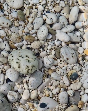 la spiaggia de Le Ghiaie all'Isola d'Elba