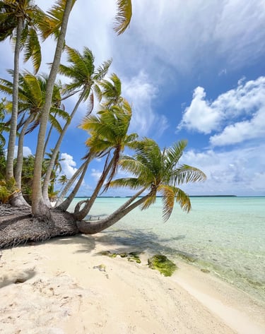 Palm tree shading a pristine sandy beach on Tetiaroa island, French Polynesia.