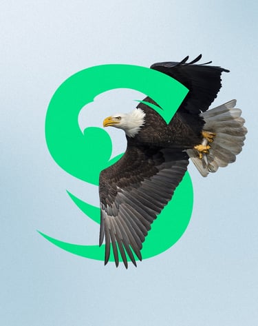 a bald eagle soaring through the air