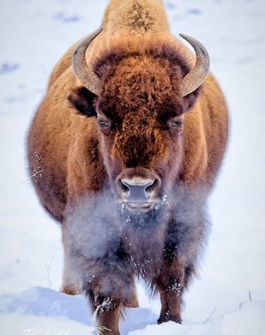Bison | Yellowstone National Park