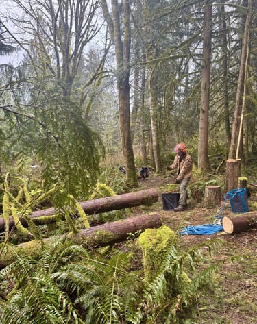 Tree felling in Woodinville Bothell Unincorporated Snohomish County for homeowner in woods backyard