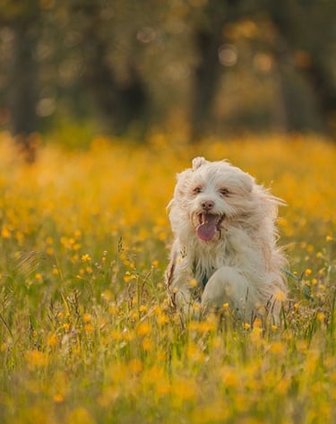 un cane bianco corre in un campo di fiori gialli