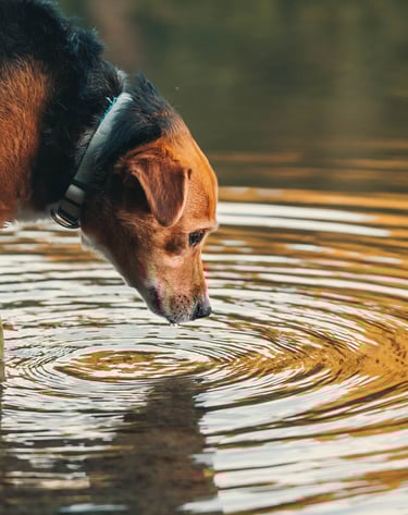 un cane beve e si specchia in un ruscello
