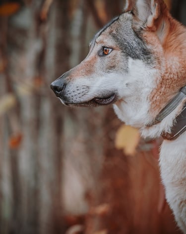 ritratto di cane lupo