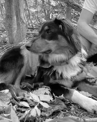 Arlo, Field Dog in Training, Flycatcher LLC