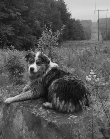 Kiya, Semi-Retired, Flycatcher LLC