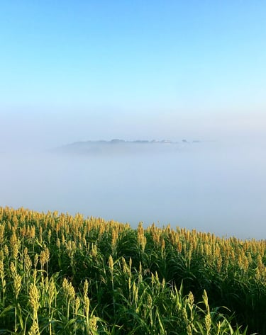 Lush green sorghum field on a hillside under a thick layer of morning mist and blue sky.