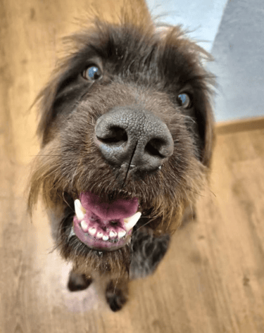 toiletteur chien