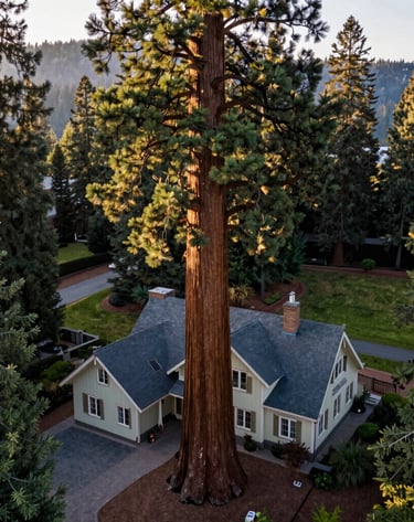 An aerial drone view capturing a majestic Giant Sequoia standing adjacent to a historic Craftsman-style home in the North American / US Pacific Northwest. The lighting is warm and serene, highlighting the sage green and dark slate tones of the landscape in Eugene, Oregon.
