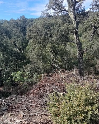 forêt de chênes verts et branches coupées au sol