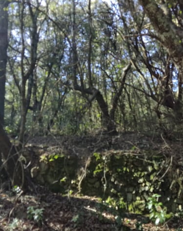 forêt de chênes lièges
