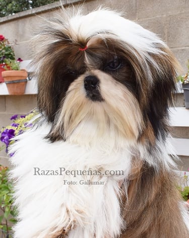 shih tzu