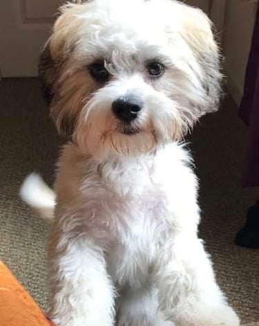 Smart Healthy Mall-Shi Dog on hind legs leaning on Sofa
