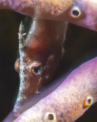 macro image of a juvenile reef fish
