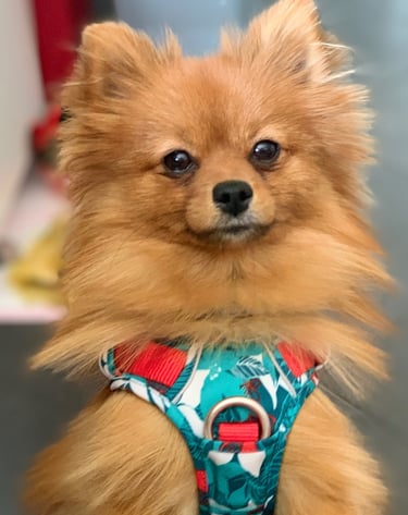 Spitz posant pour la photo