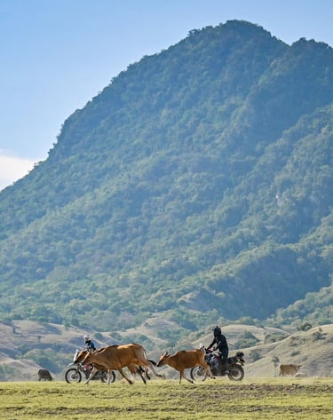 Flores Cross Country Dirt Bike Tours