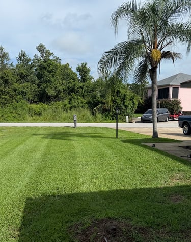 a bicycle parked in a grassy area with a palm tree