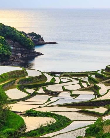 Rizières en terrasses du Kyushu