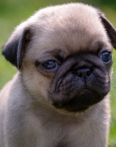 a small dog is standing in the grasse Pug carlin