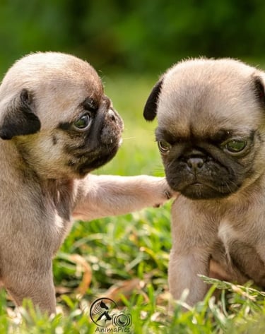 two small pug dogs are sitting on the grasse carlin