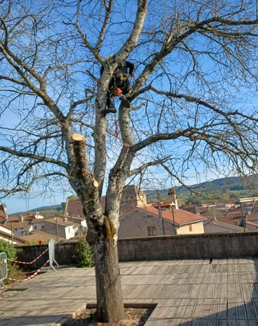 abattage en cours à cluny 71