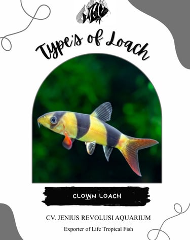 Clown Loach