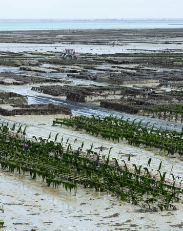 a large amount of plants and water in a field