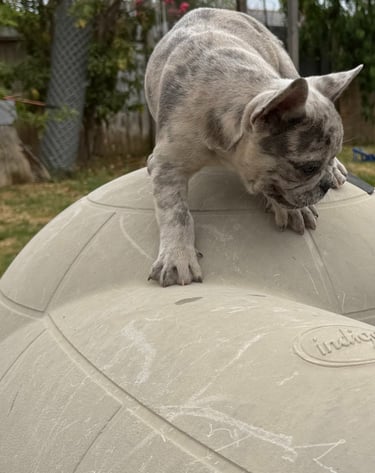 a cat is standing on a ball with a cat on it haha