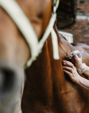 Veterinária Grandes e Pequenos portes