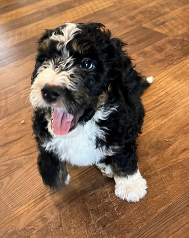 happy bernedoodle puppy