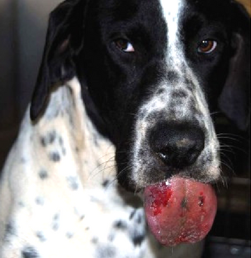 nécrose-langue-chien-chenilles-processionnaires