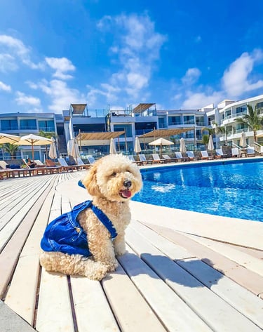 Pet Friendly VPX Asia