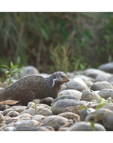 mongoose in Bardia National Park