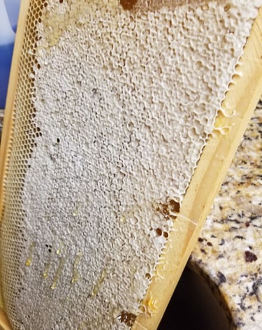 a beehive frame full of capped honey