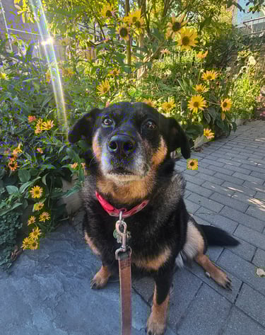 dog sitting, dog walking in riverdale area, on leash