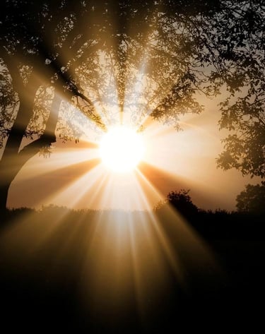 a sunset with a tree and sun shining through the trees