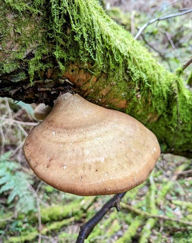 a mushroom on a tree branch. Birch Polypore or fomitopsis betulina