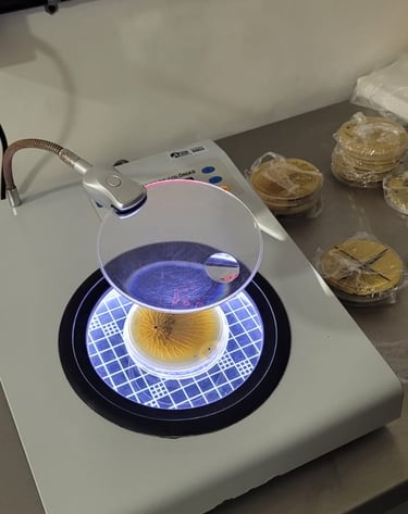 Recipiente de análise laboratorial contendo amostra de água com resultado positivo para Legionella, 