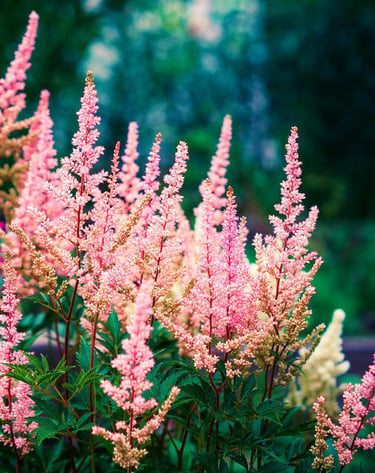 Close-up of pink Astilbe flowers blooming in a lush summer garden with soft bokeh background.