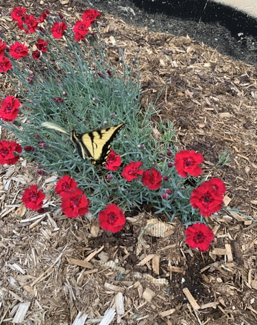 A yellow and black swallowtail butterfly rests on vibrant red dianthus flowers among wood chips, showcasing nature's beauty