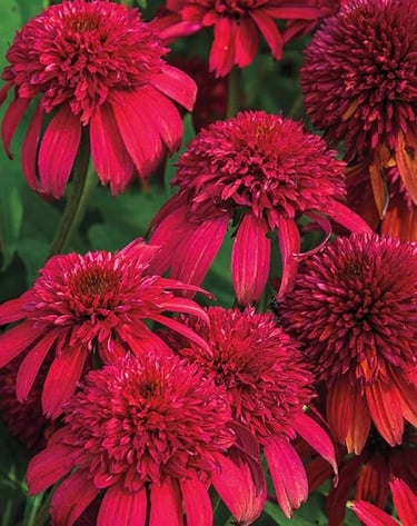 Vibrant red double-flowered Echinacea Hot Papaya coneflowers blooming in a summer garden.